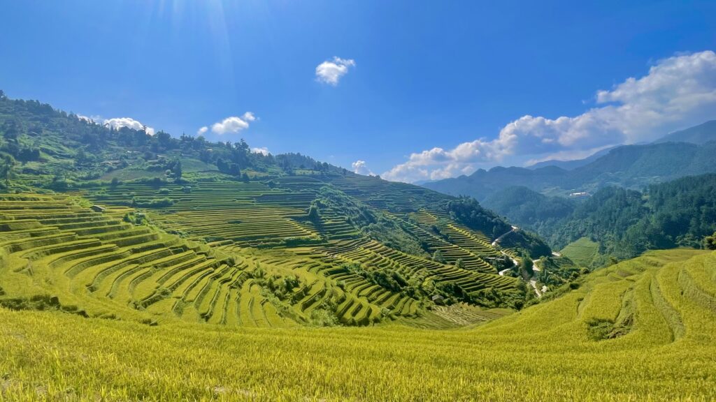 tharolina mu cang chai viet nam